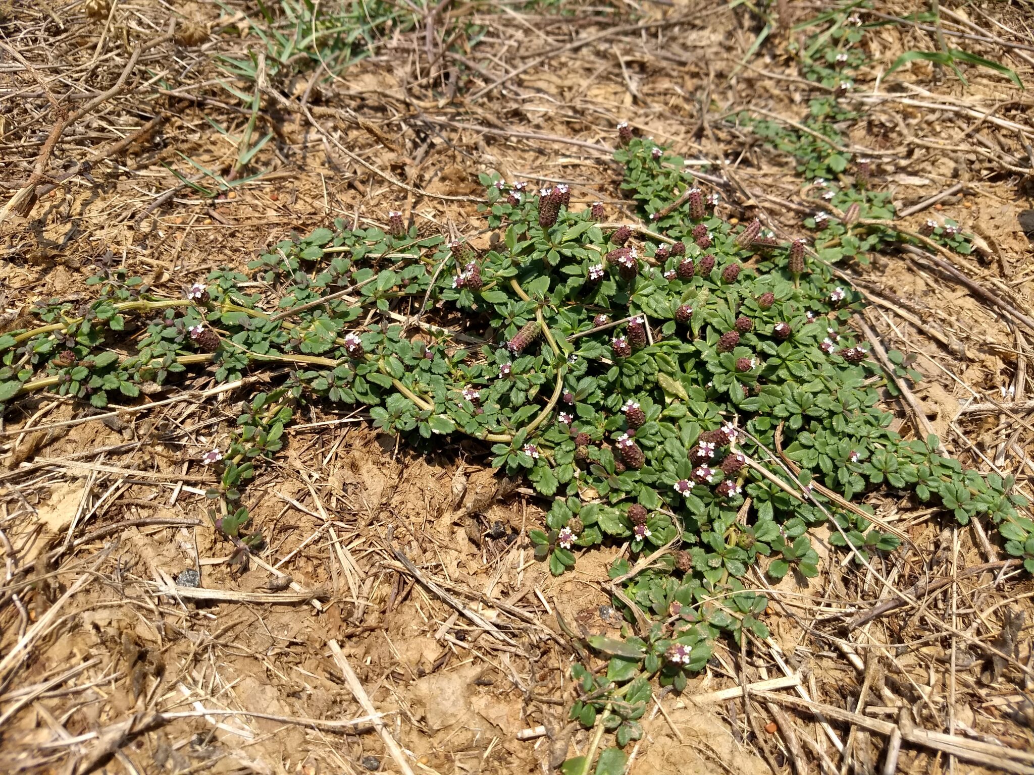 Weeds And Toxic Plants Rce Of Cumberland County